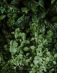 Kräuteröl by Sascha Stemberg, 200 ml Bos Food GmbH