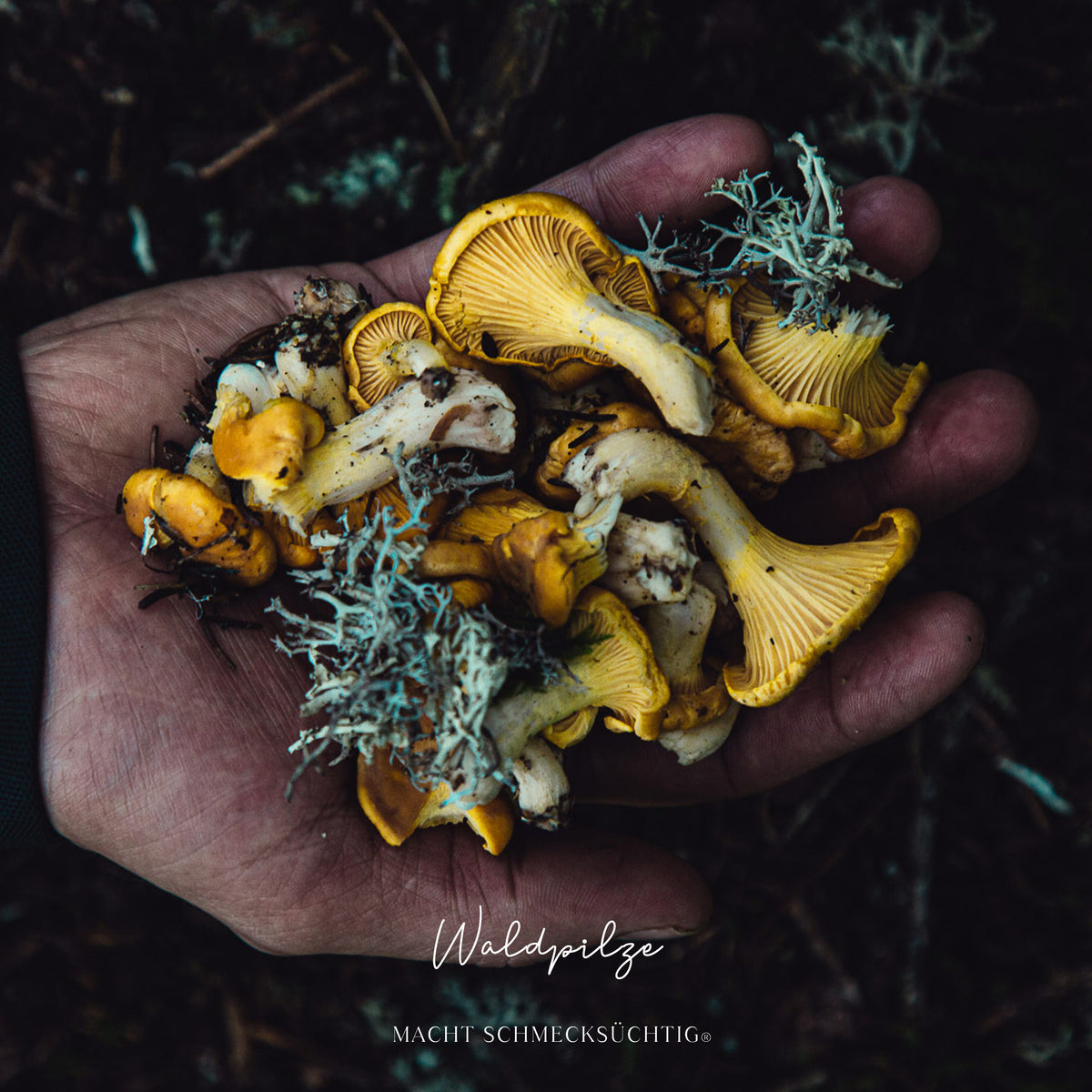 Alpine Waldkräuter by Vitus Winkler, 45 g Bos Food GmbH