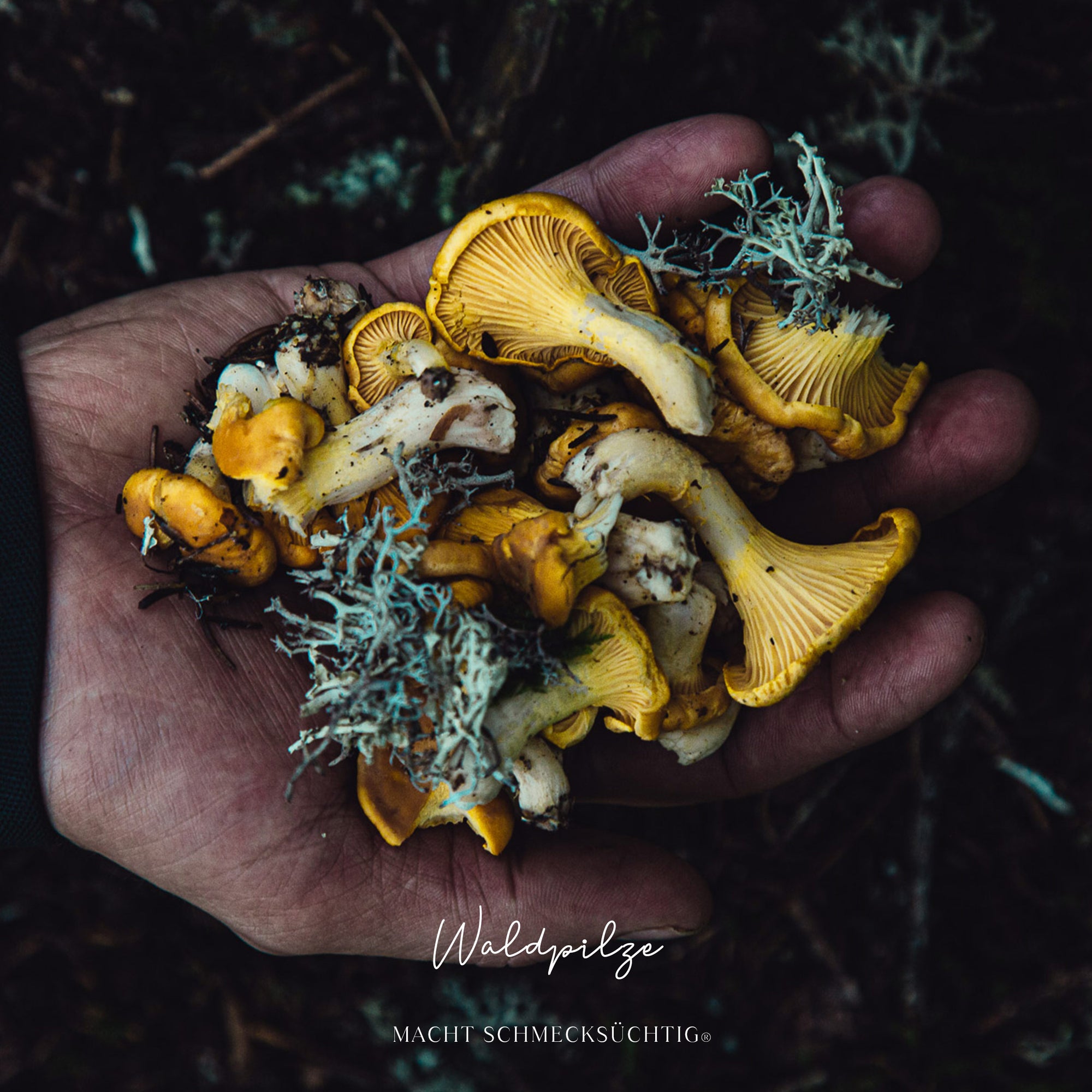 Alpine Waldkräuter by Vitus Winkler, 45 g Bos Food GmbH