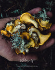 Alpine Waldkräuter by Vitus Winkler, 45 g Bos Food GmbH