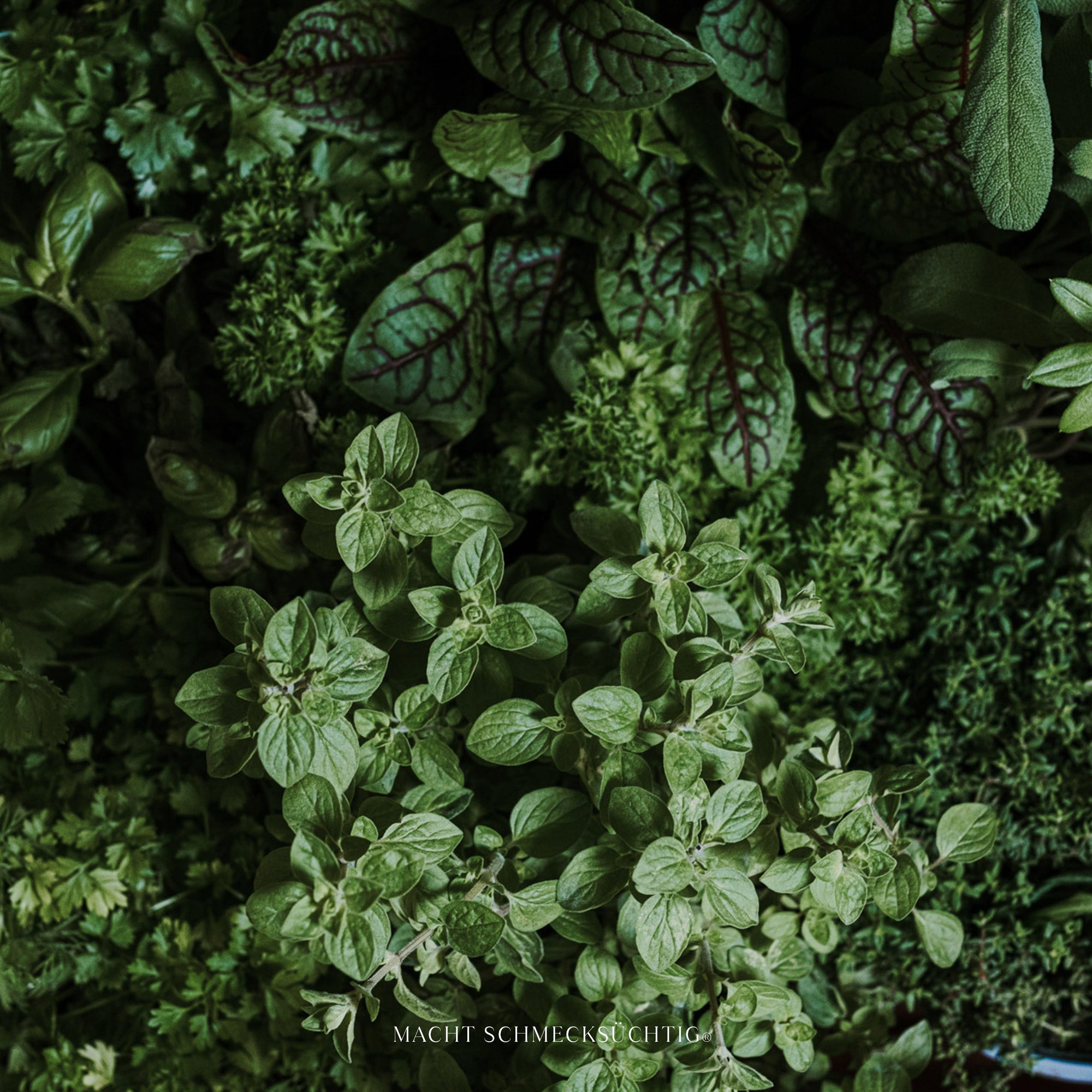 Signature Nº 3 - Öle - inkl. Premium Zugang –50 %