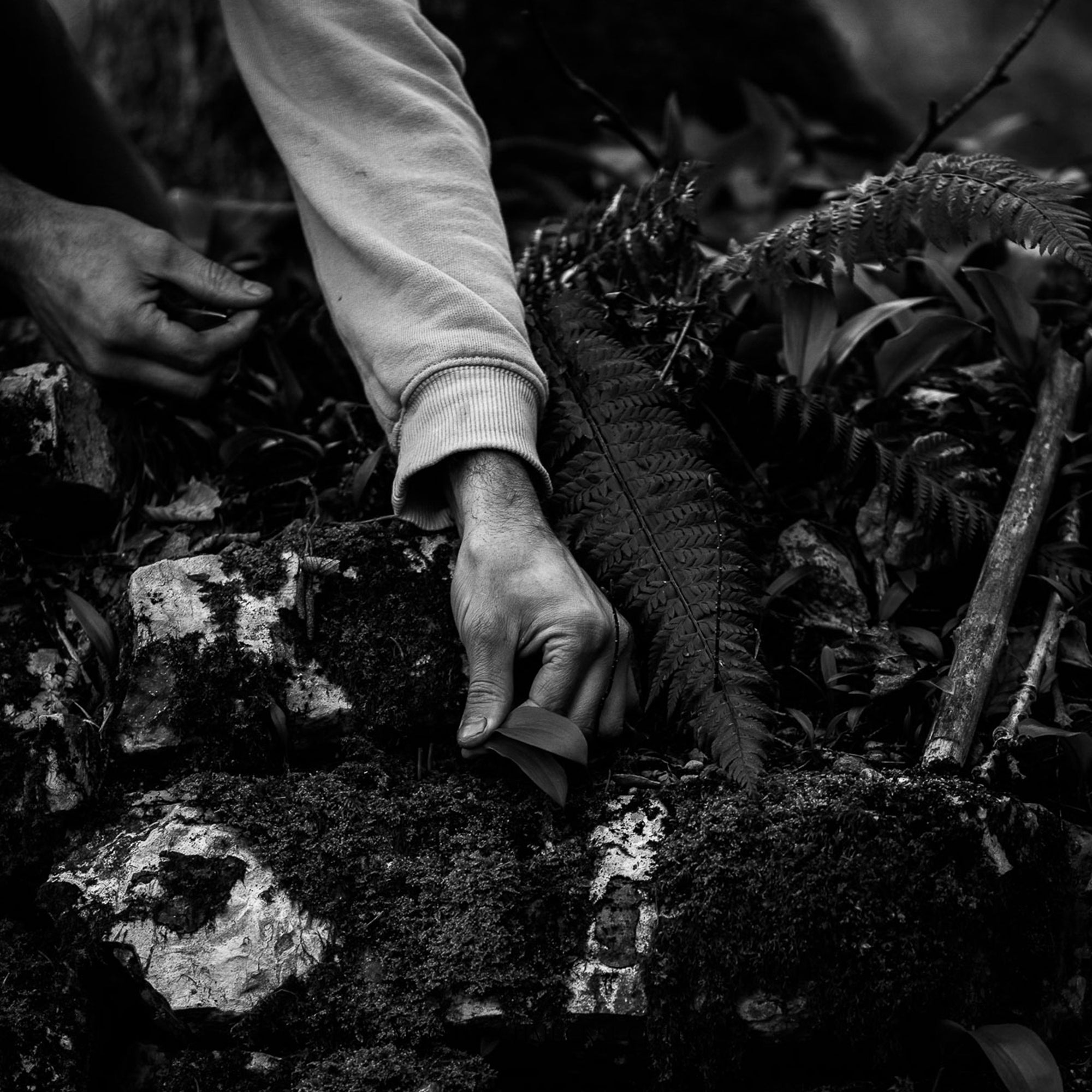 Bärlauch Bucheckern Salz by Vitus Winkler, 55 g Bos Food GmbH