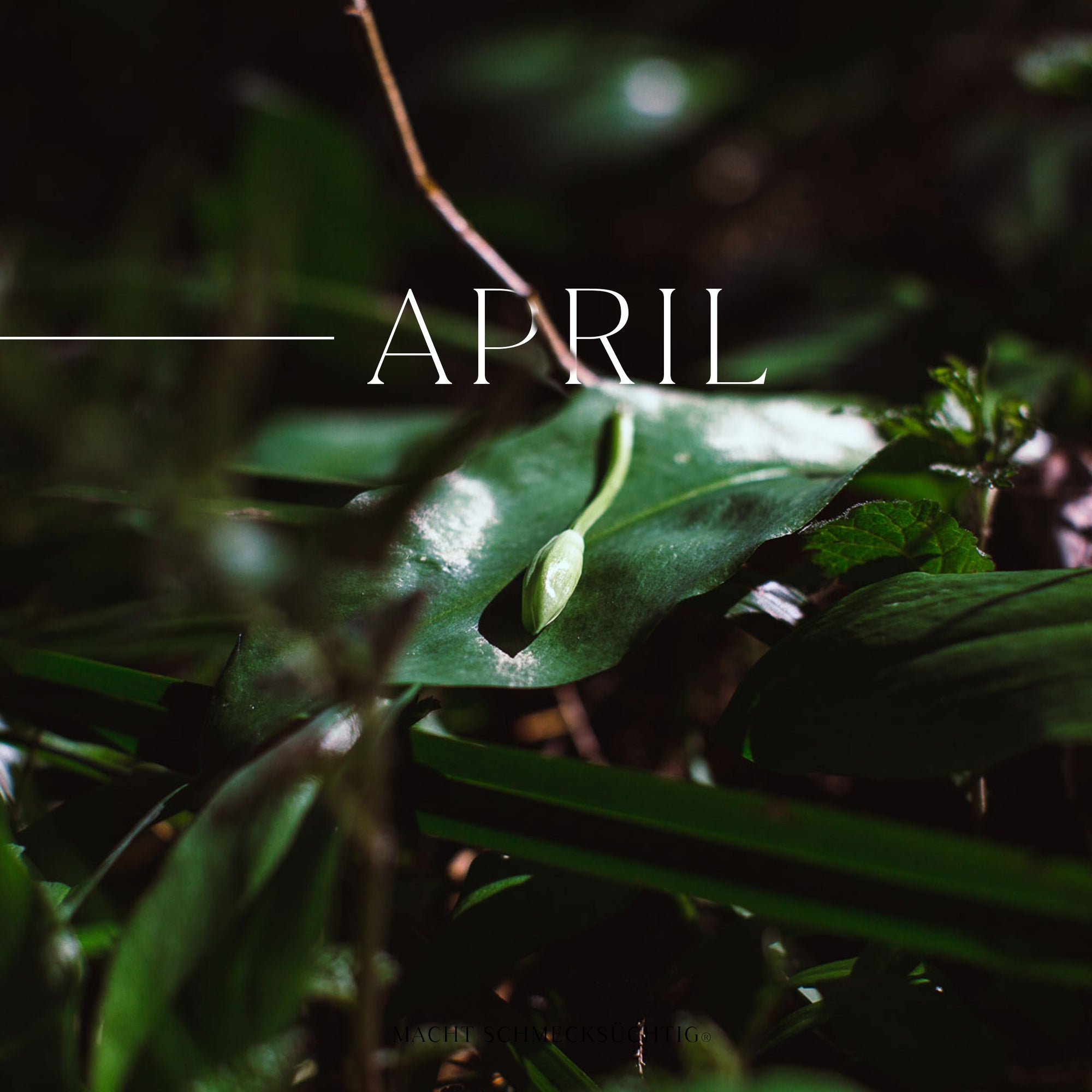 Bärlauch Bucheckern Salz by Vitus Winkler, 55 g Bos Food GmbH