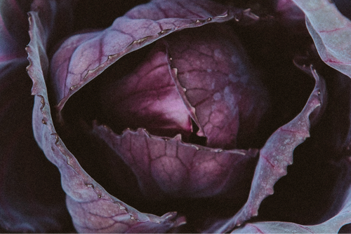 Rotkohl, neu gedacht — warm, sinnlich, überraschend.